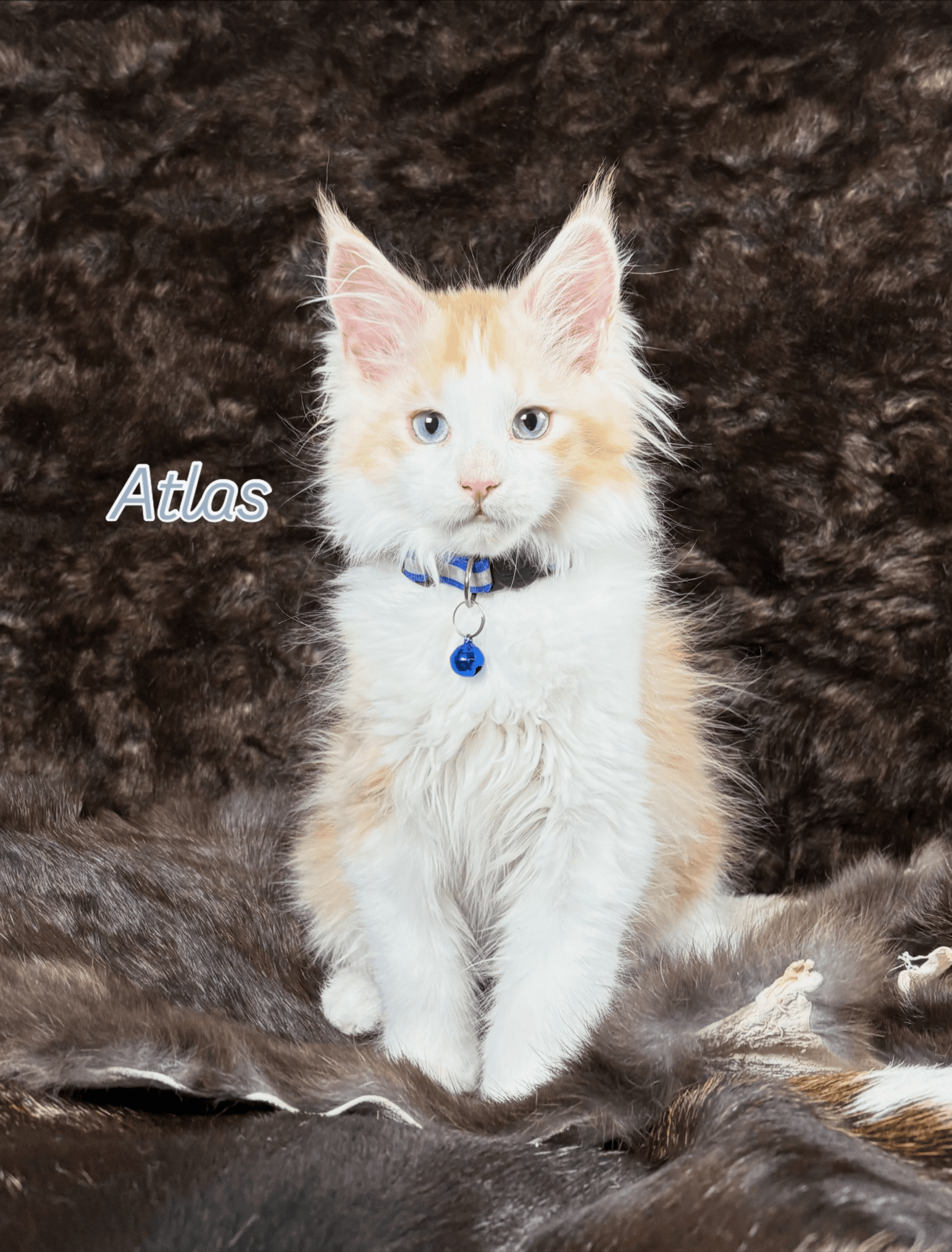 Atlas