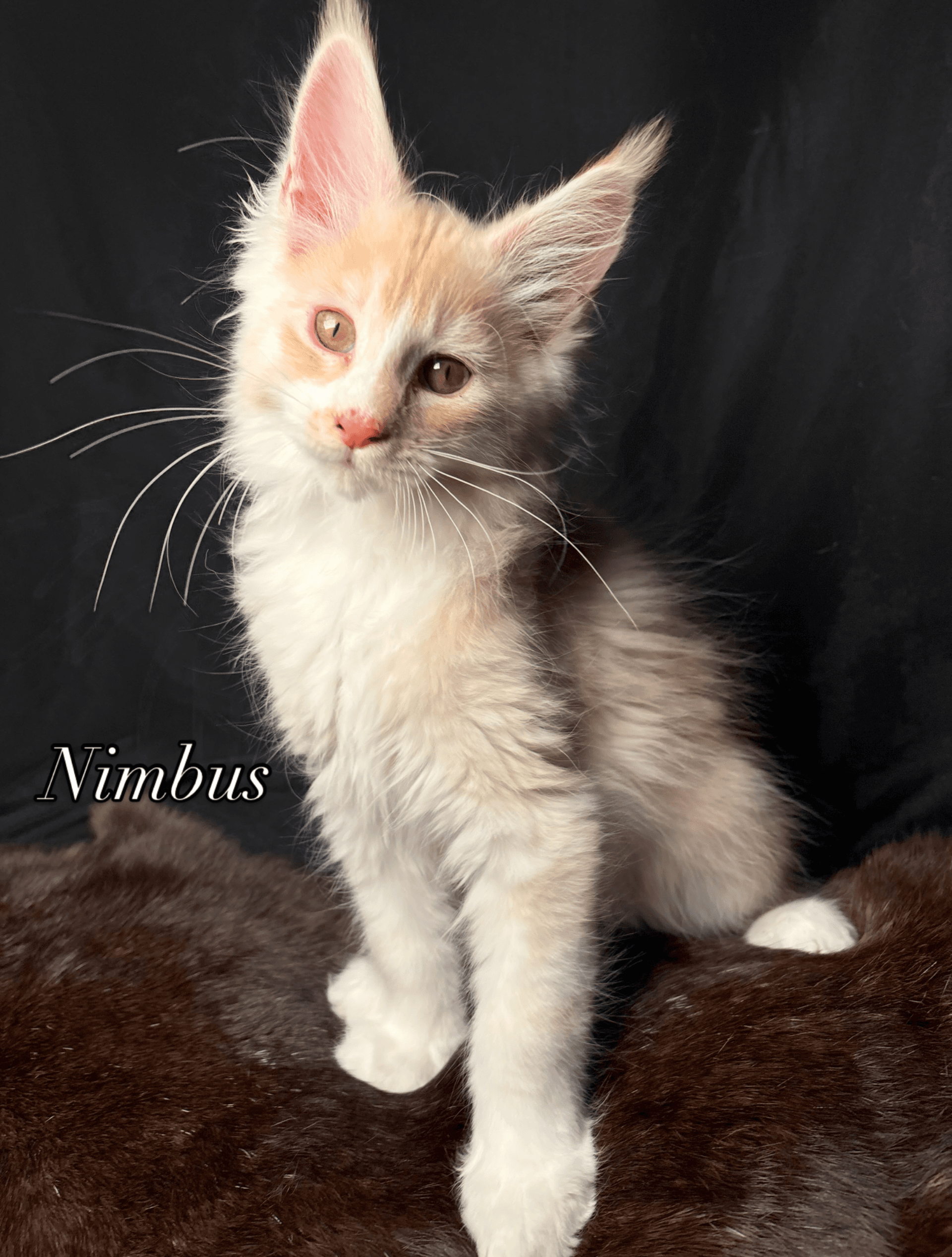Nimbus