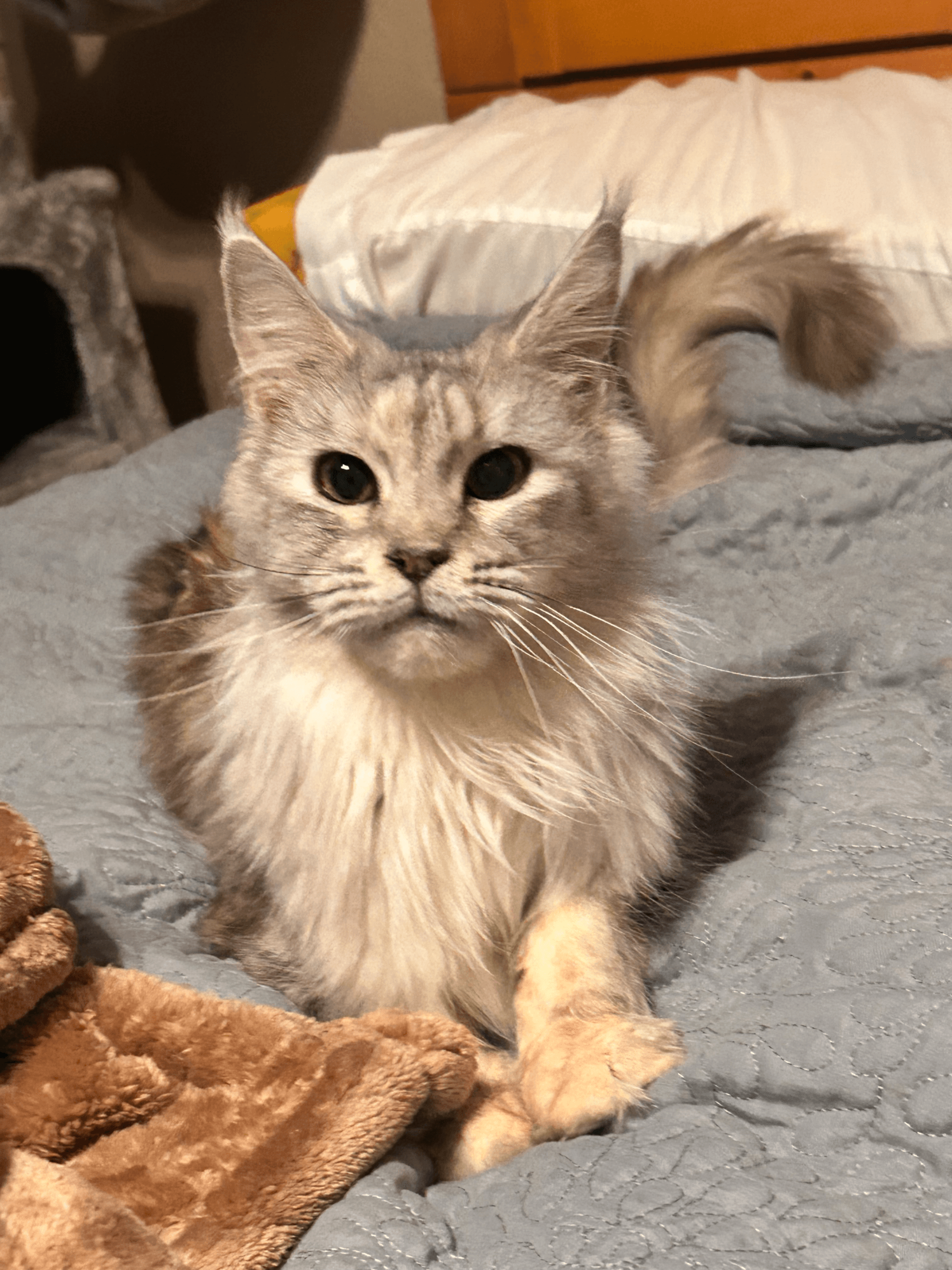 TopHatCat Silver of Whiskerly - Photo 2 of 2