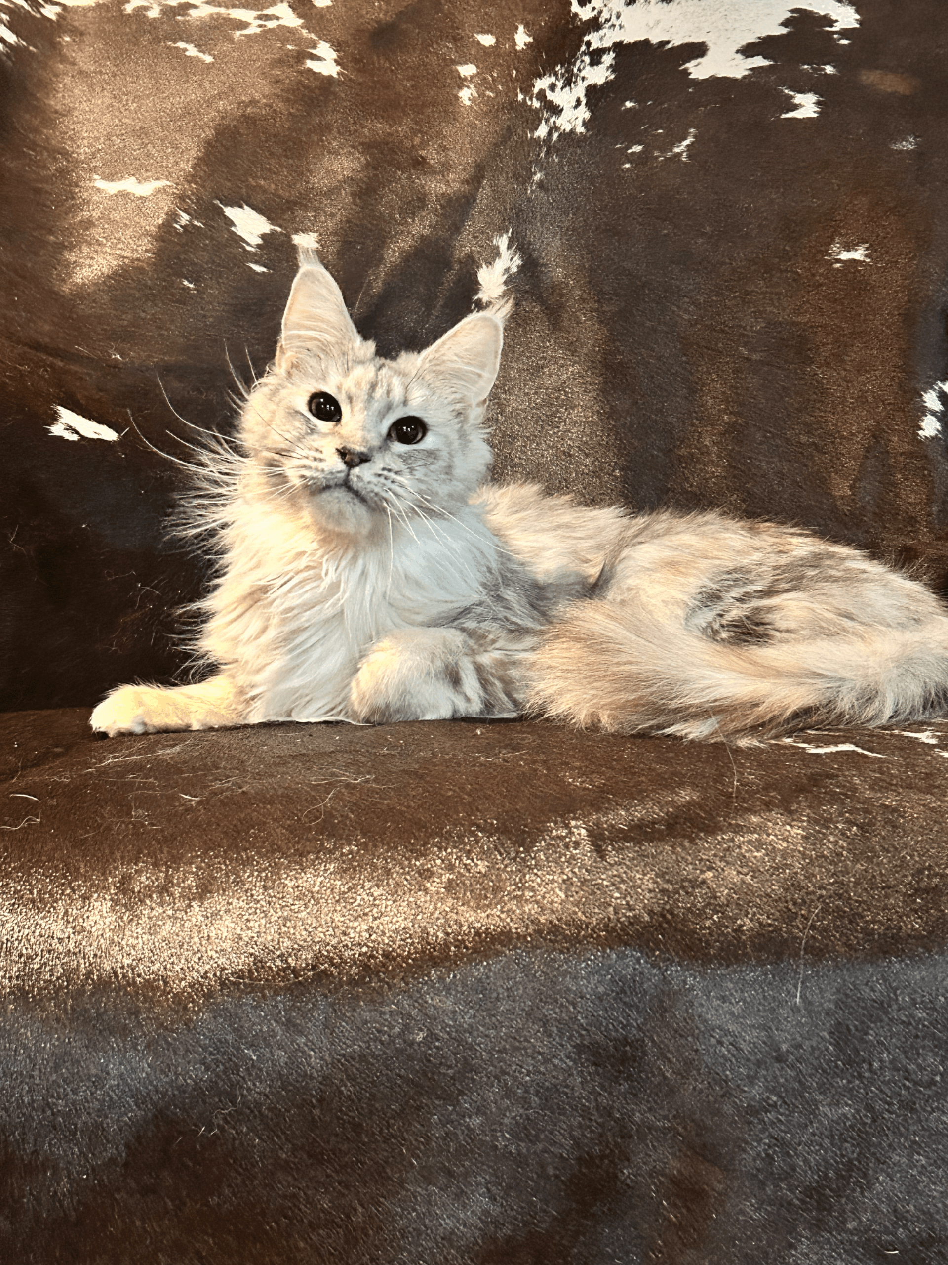 TopHatCat Silver of Whiskerly - Image 1