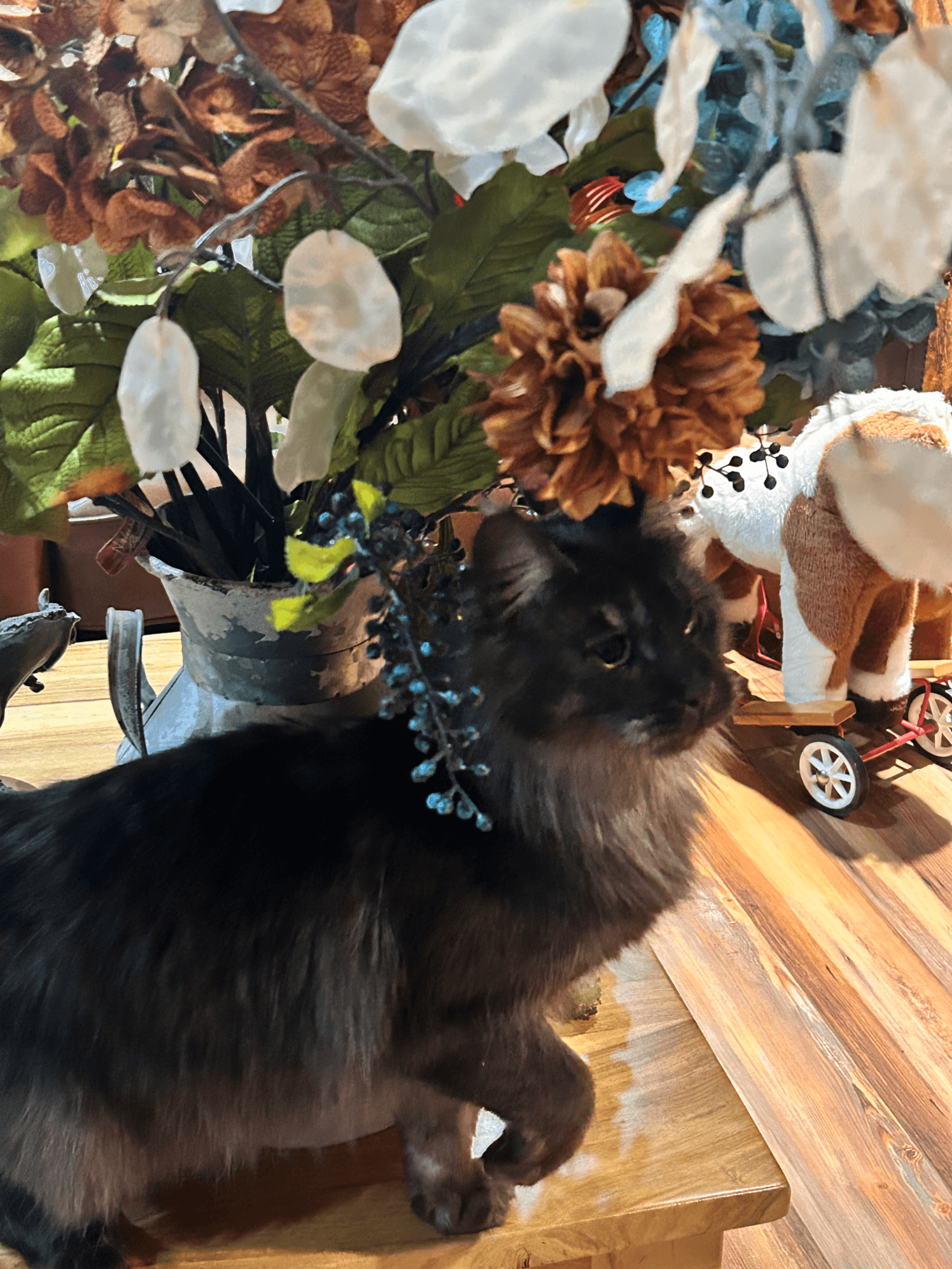 TopHatCat Boo of Whiskerly - Photo 3 of 4