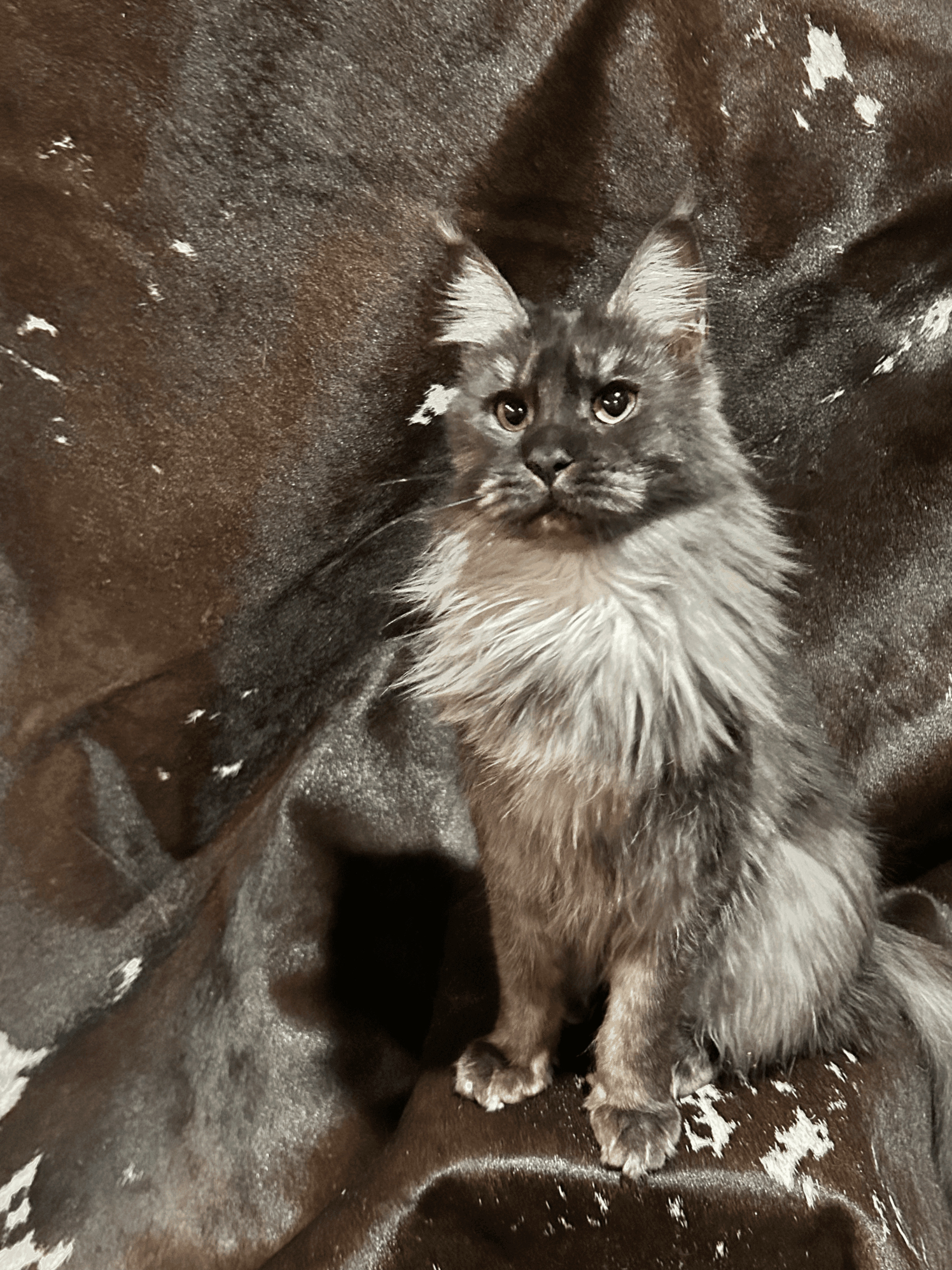 TopHatCat Boo of Whiskerly - Photo 4 of 4