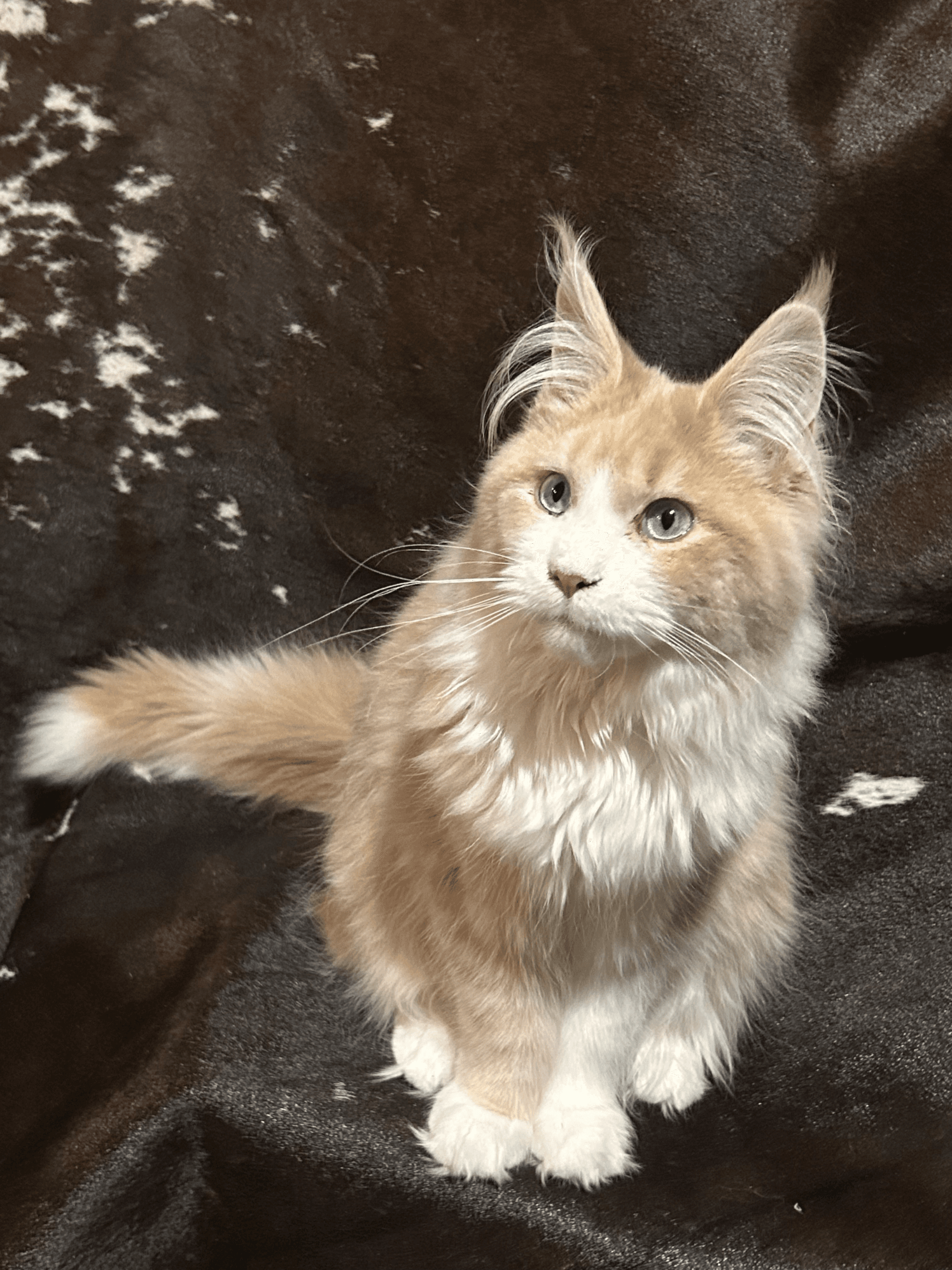 TaterTotCoons Clemi of Whiskerly - Photo 2 of 3