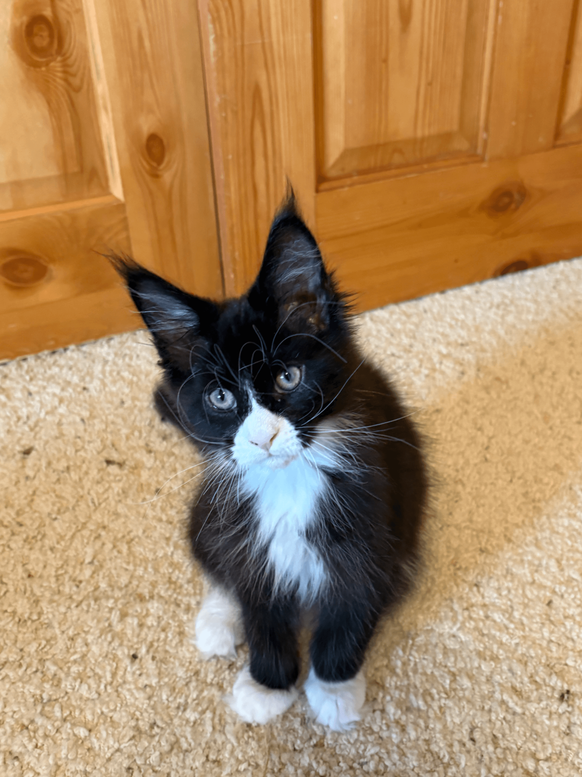 Yoda