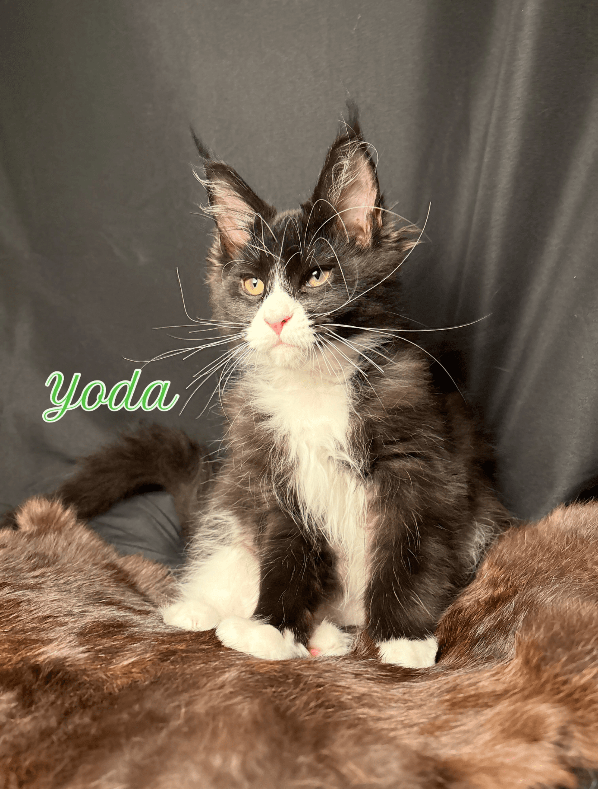Yoda