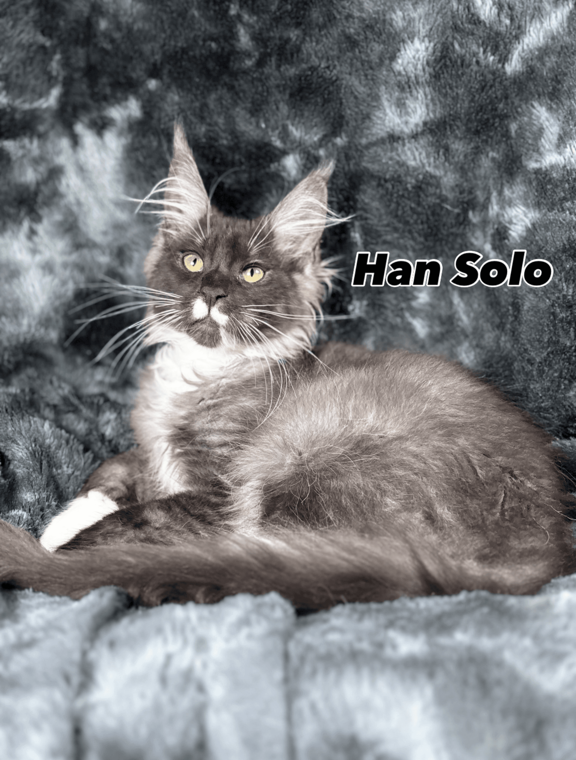 Han Solo