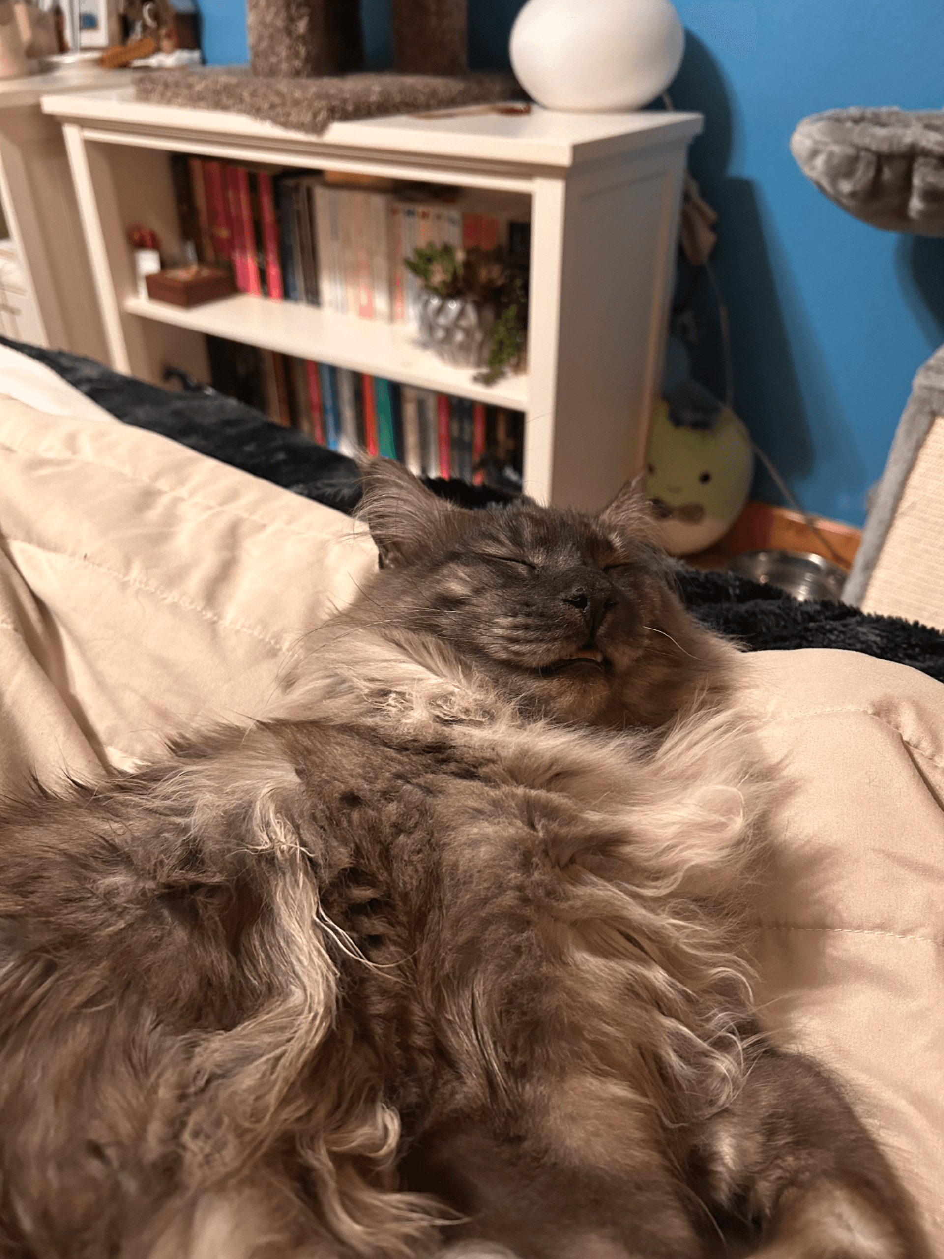 TopHatCat Bentley of Whiskerly - Photo 3 of 4