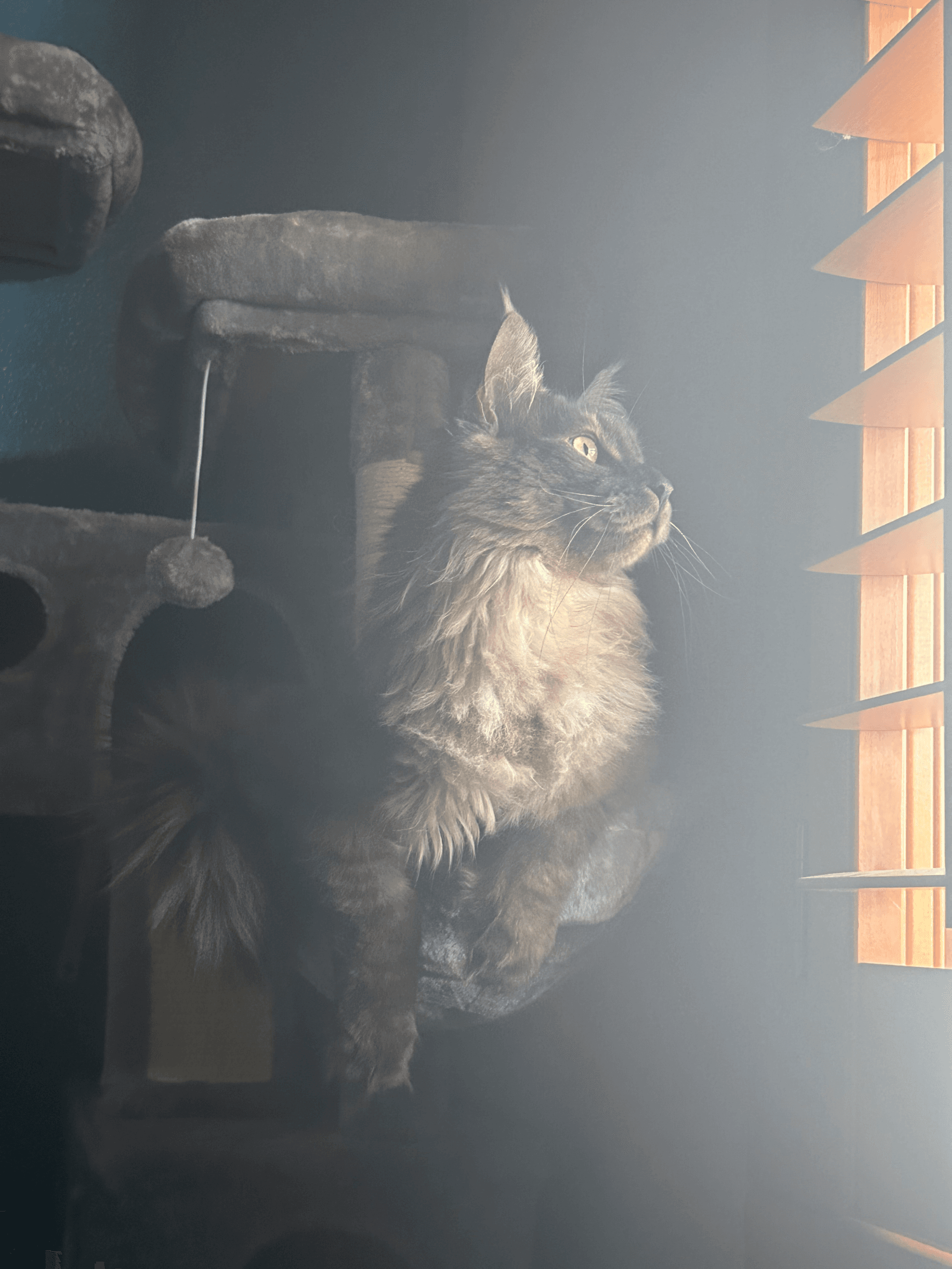 TopHatCat Bentley of Whiskerly - Photo 4 of 4