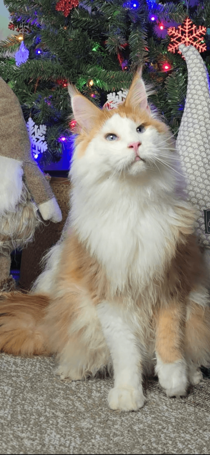 CCC4Cattery Jack Frost of TaterTotCoons - Photo 2 of 2