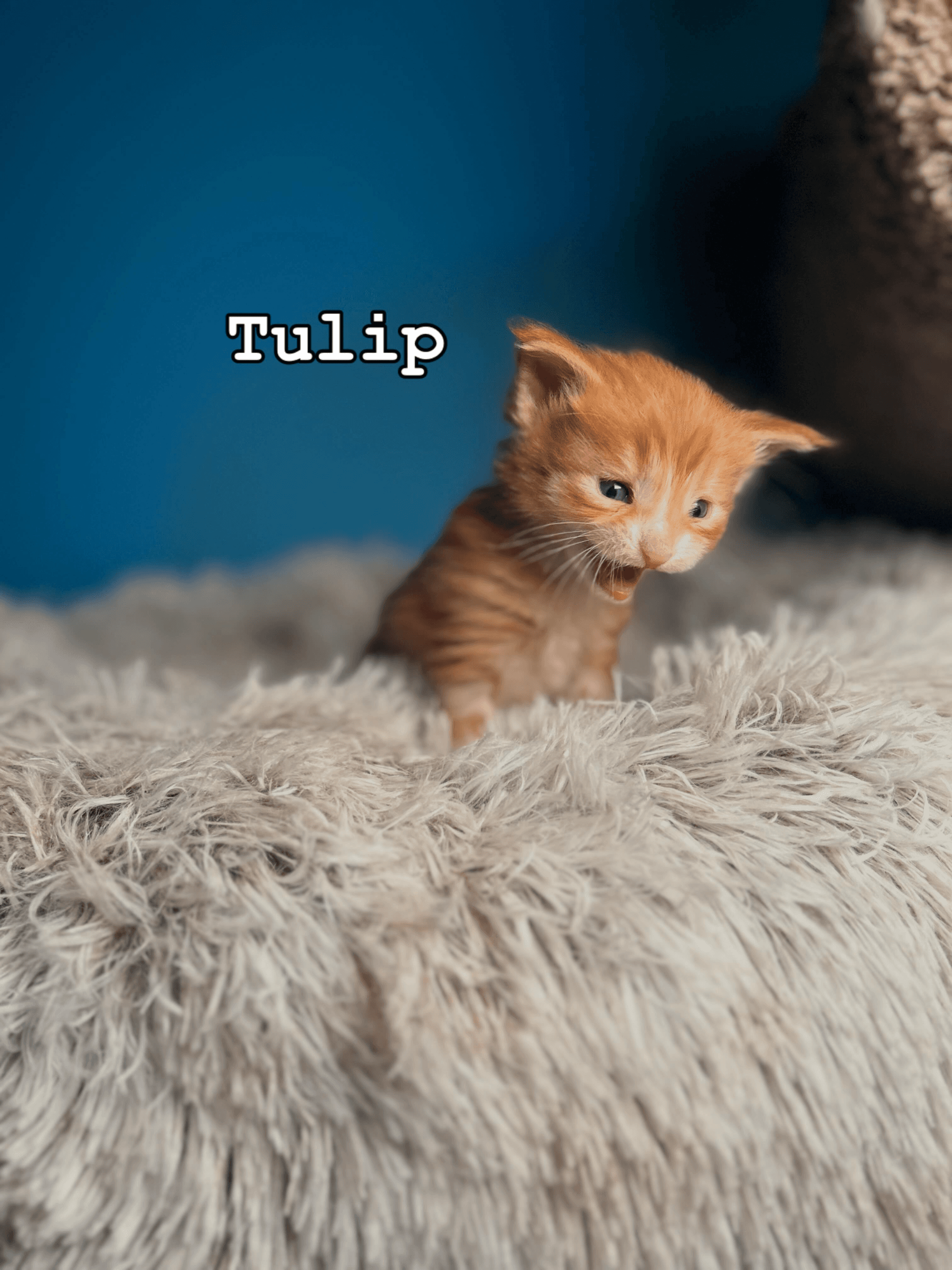 Tulip