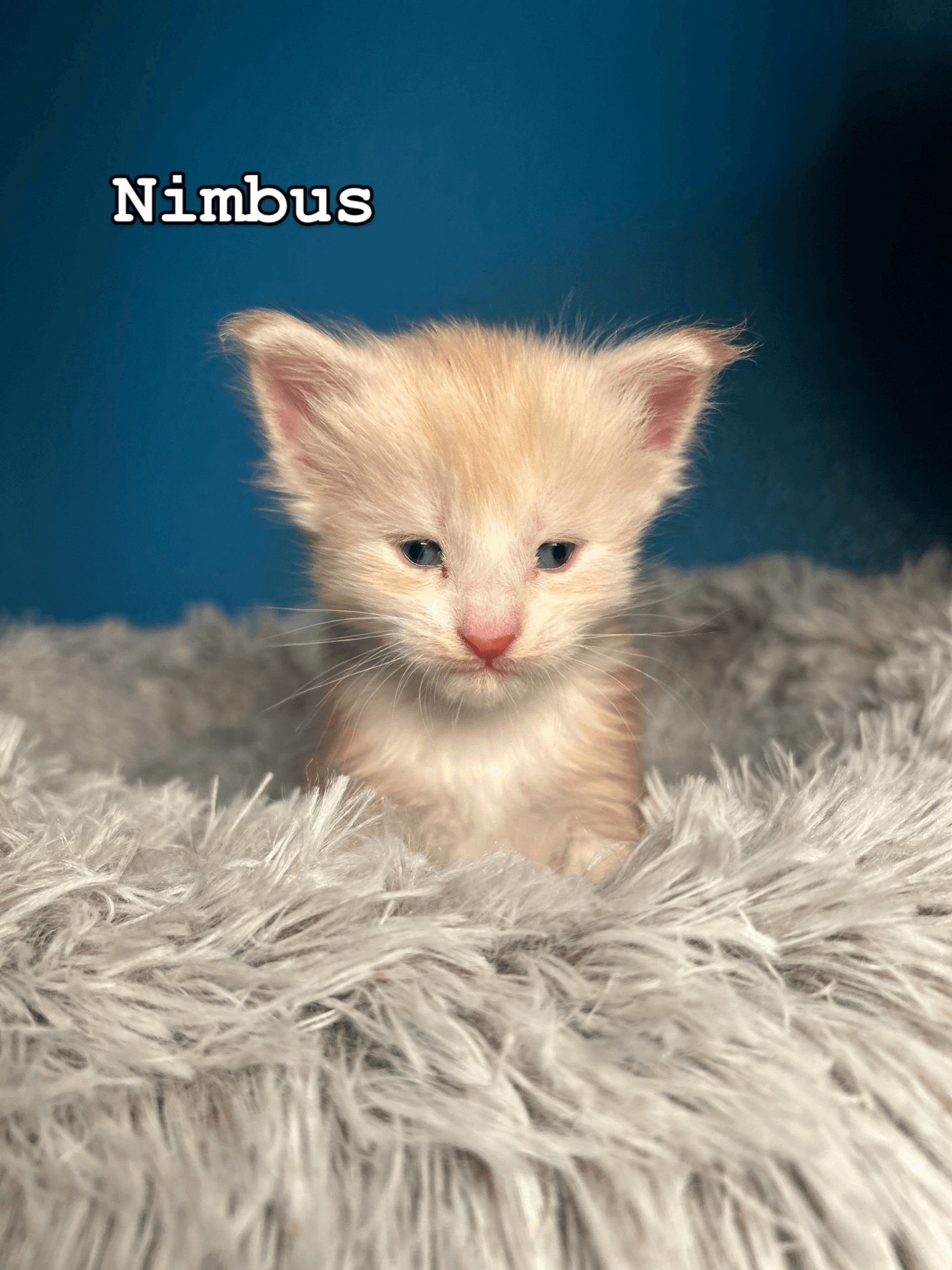 Nimbus